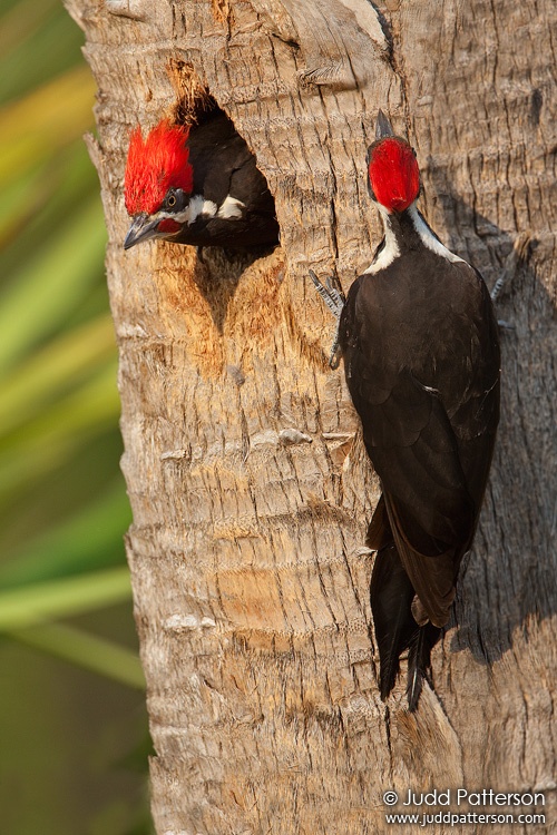 Pileated Woodpecker, Miami-Dade County, Florida, United States