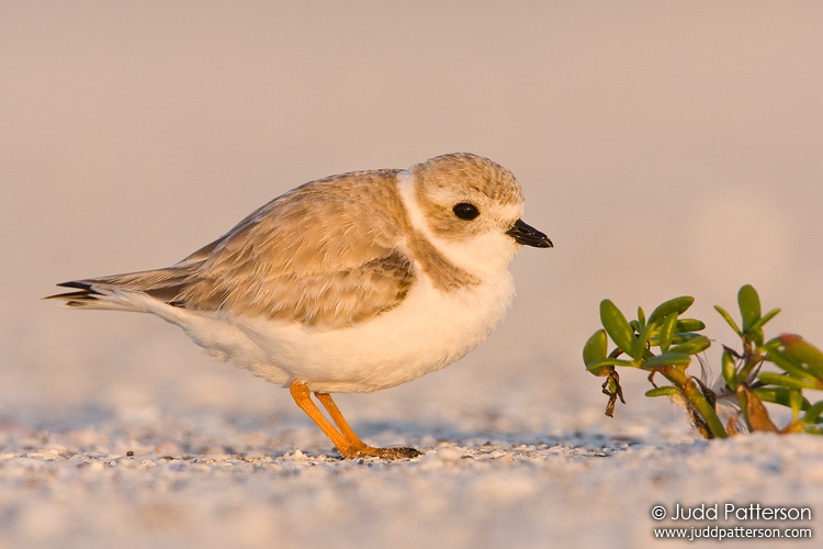 Piping Plover, Tigertail Beach, Marco Island, Florida, United States