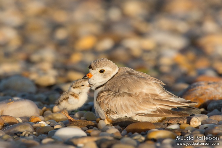 Piping Plover, Suffolk County, New York, United States