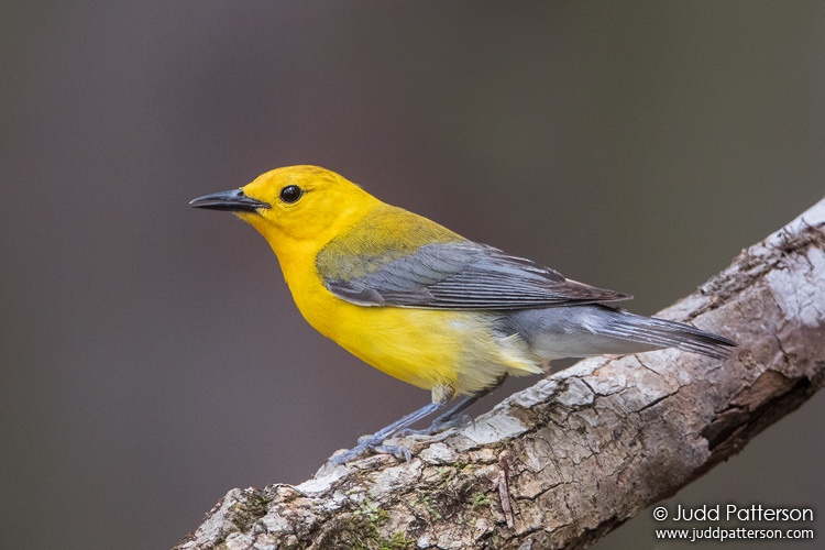 Prothonotary Warbler, Apalachicola National Forest, Florida, United States