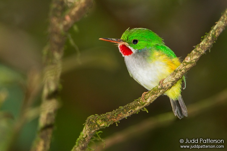 Puerto Rican Tody, El Yunque National Forest, Puerto Rico, United States