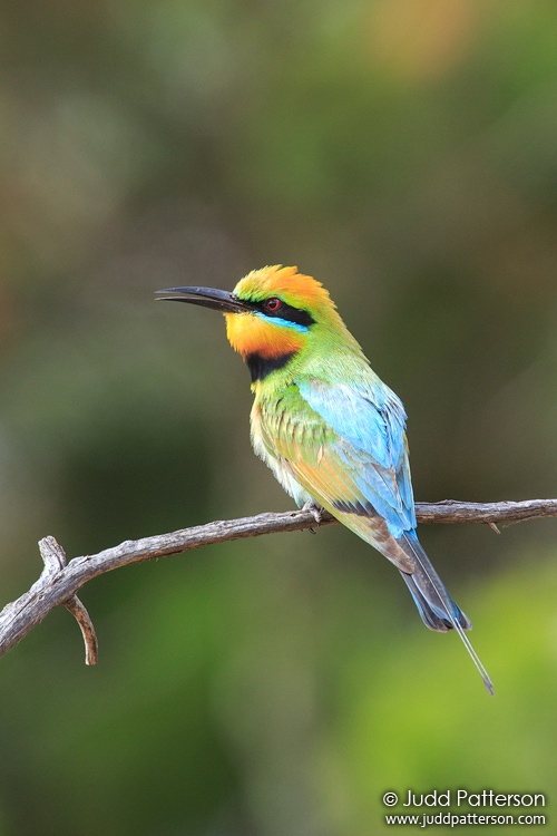 Rainbow Bee-eater, Wyperfeld National Park, Victoria, Australia