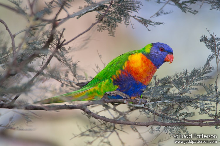 Rainbow Lorikeet, Dandenong Ranges National Park, Victoria, Australia