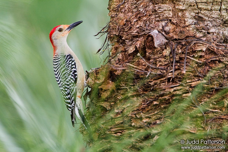 Red-bellied Woodpecker, Green Cay Wetlands, Florida, United States