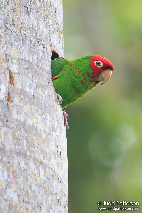 Red-masked Parakeet, Matheson Hammock Park, Miami, Florida, United States