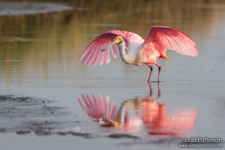 Roseate Spoonbill, Conservation Area 3A South, Miami-Dade, Florida, United States