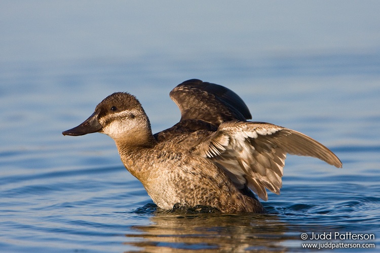 Ruddy Duck, Viera Wetlands, Florida, United States