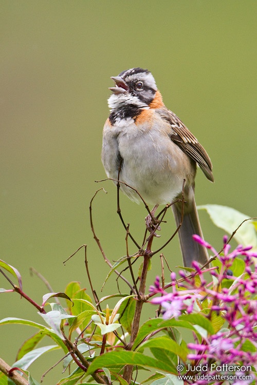 Rufous-collared Sparrow, Savegre Mountain Lodge, Cartago, Costa Rica