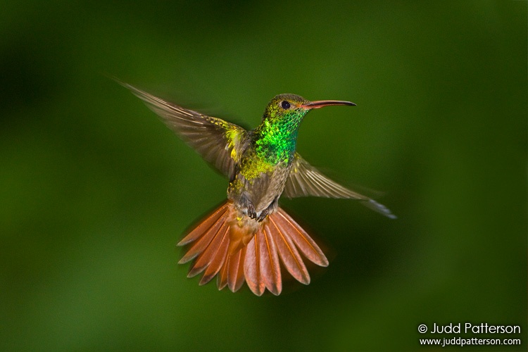 Rufous-tailed Hummingbird, Rancho Naturalista, Cartago, Costa Rica