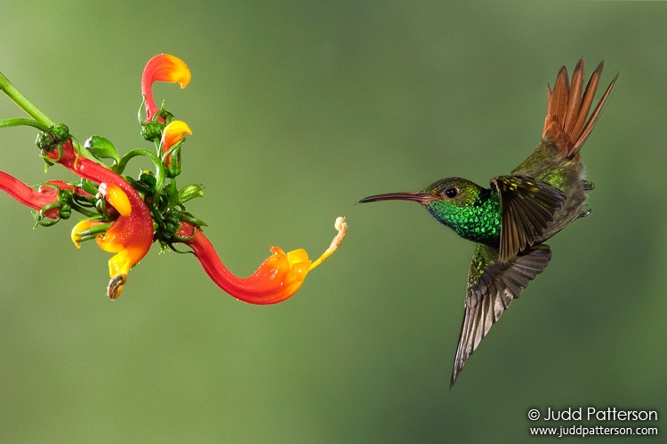 Rufous-tailed Hummingbird, Rancho Naturalista, Cartago, Costa Rica