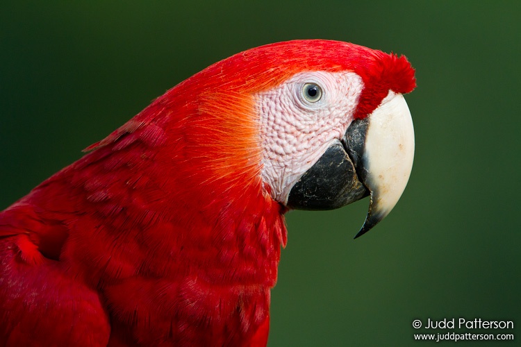 Scarlet Macaw, Heredia, Costa Rica