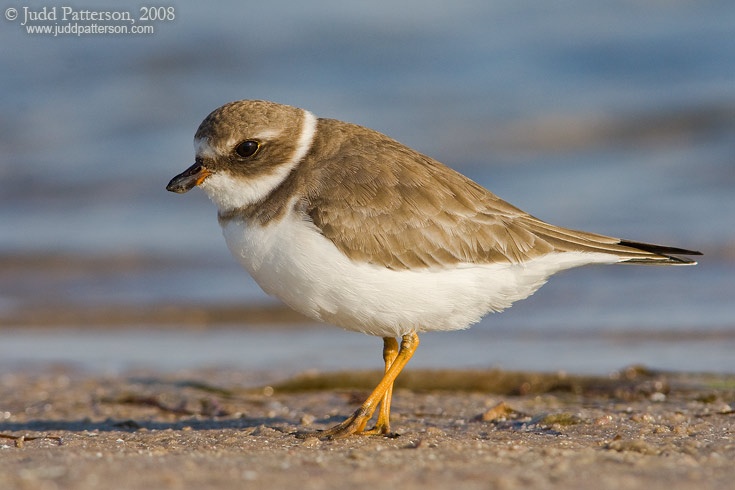 Semipalmated Plover, Fort De Soto Park, Florida, United States