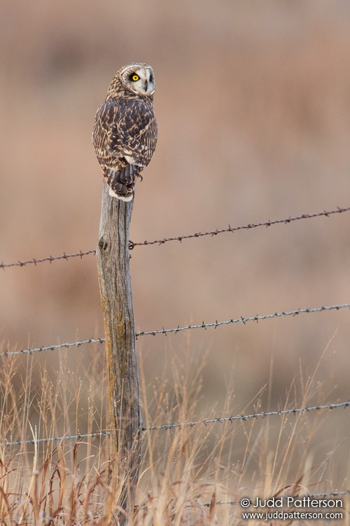 Short-eared Owl, Saline County, Kansas, United States