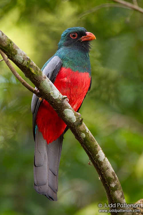 Slaty-tailed Trogon, Gamboa, Panama
