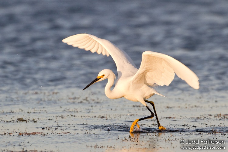 Snowy Egret, Viera Wetlands, Florida, United States