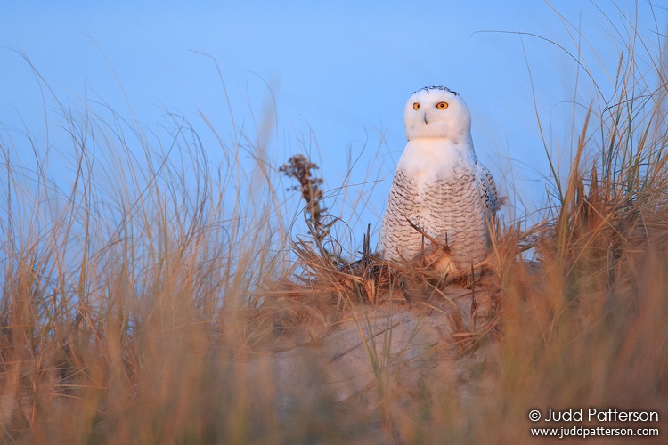 Snowy Owl, Suffolk County, New York, United States