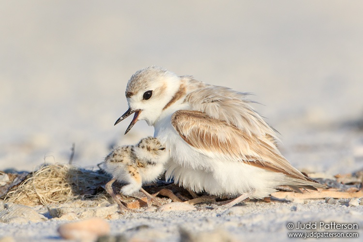 Snowy Plover, Fort Myers Beach, Lee, Florida, United States
