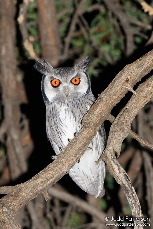 Southern White-faced Owl, Khwai, Botswana