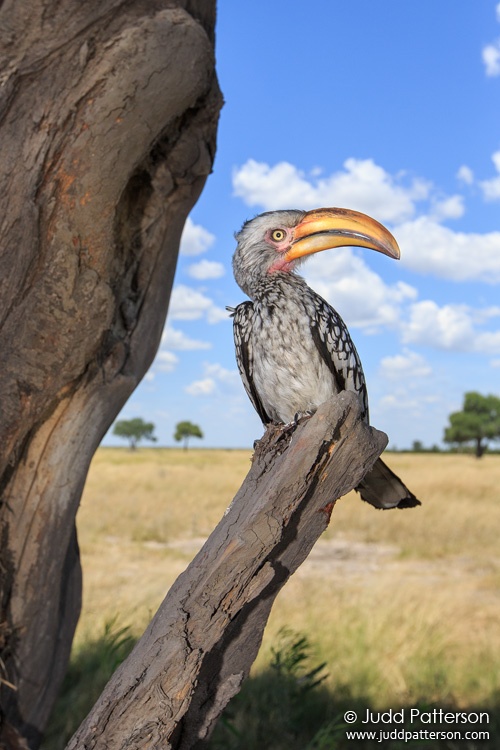 Southern Yellow-billed Hornbill, Botswana