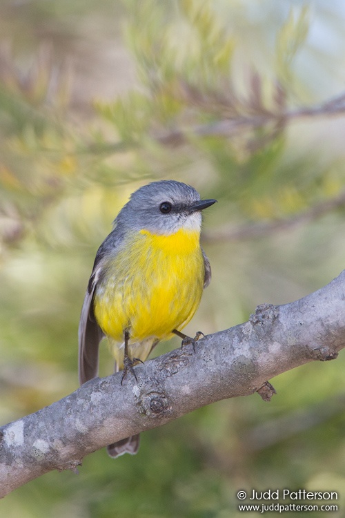 Eastern Yellow Robin, Capertee Valley, New South Wales, Australia