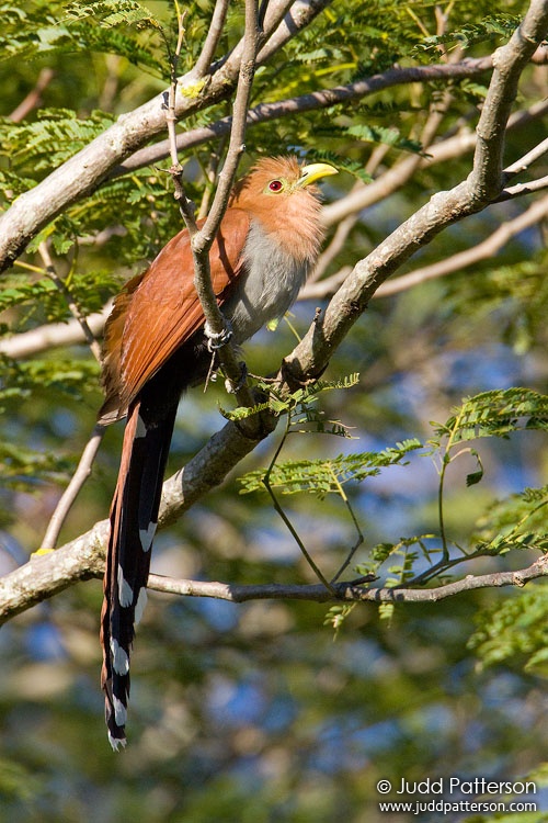 Squirrel Cuckoo, Hotel Bougainvillea, Heredia, Costa Rica