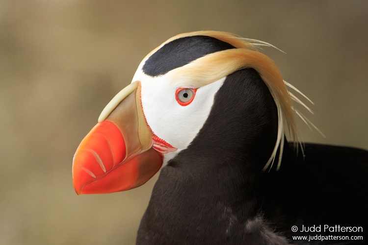 Tufted Puffin, Reef Colony, St. Paul Island, Alaska, United States