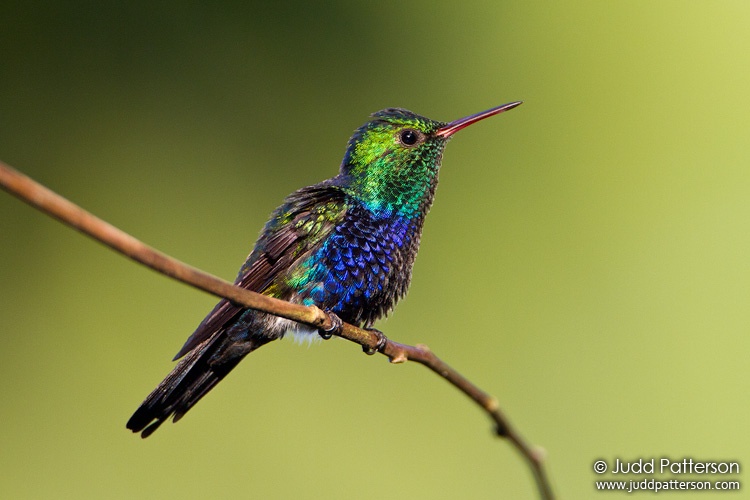 Violet-bellied Hummingbird, Gamboa, Panama