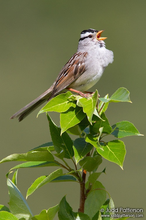 White-crowned Sparrow, Denali National Park, Alaska, United States