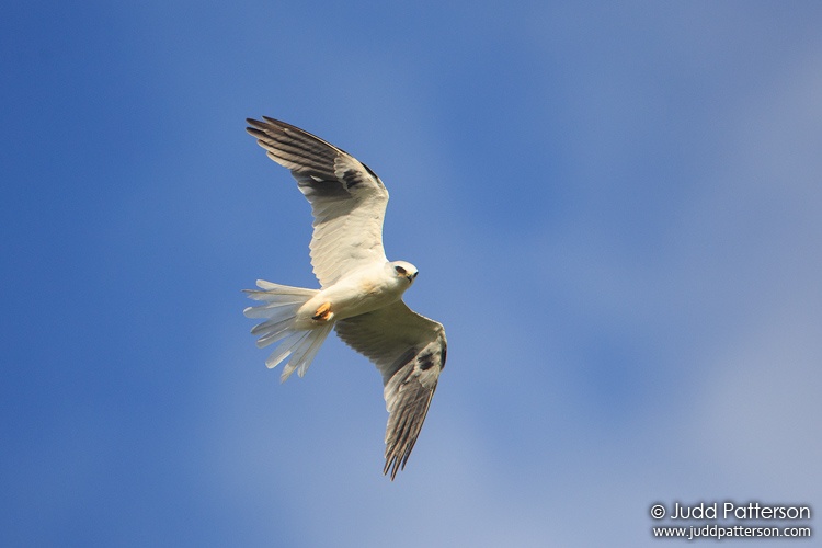 White-tailed Kite, Miami-Dade County, Florida, United States