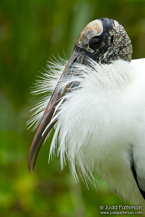 Wood Stork, Fort De Soto Park, Florida, United States