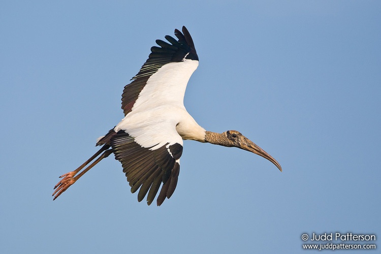 Wood Stork, Everglades National Park, Florida, United States