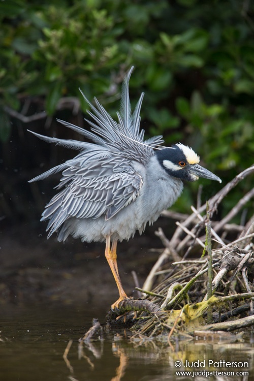 Yellow-crowned Night-Heron, Fort De Soto Park, Florida, United States