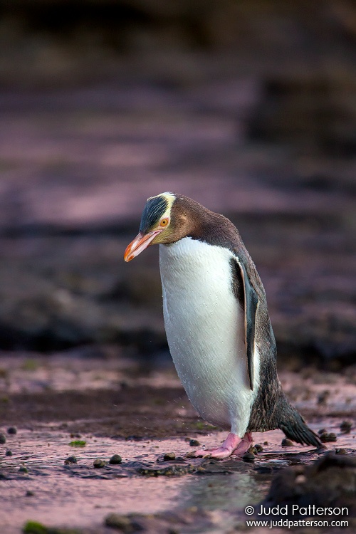 Yellow-eyed Penguin, Curio Bay, New Zealand