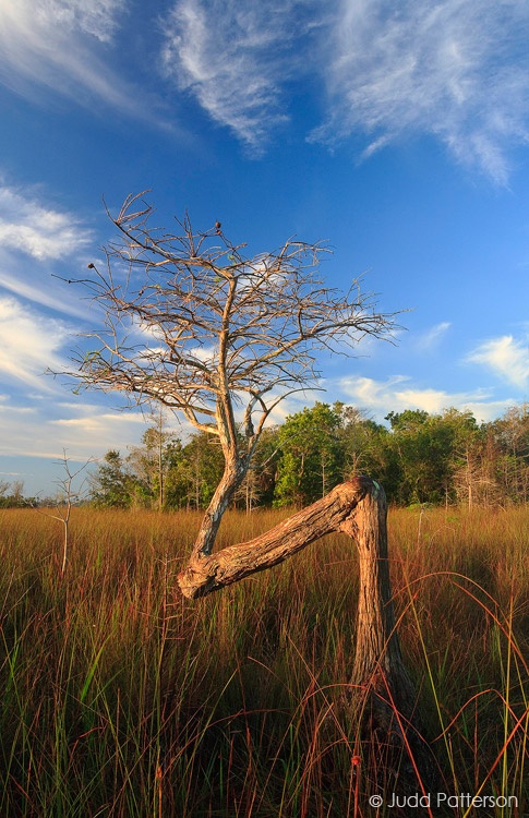 Z-Tree, Everglades National Park, Florida, United States