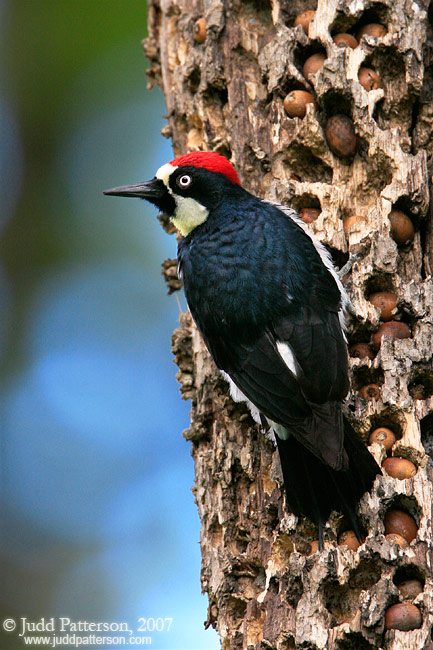 Acorn Woodpecker, Corvallis, Oregon, United States
