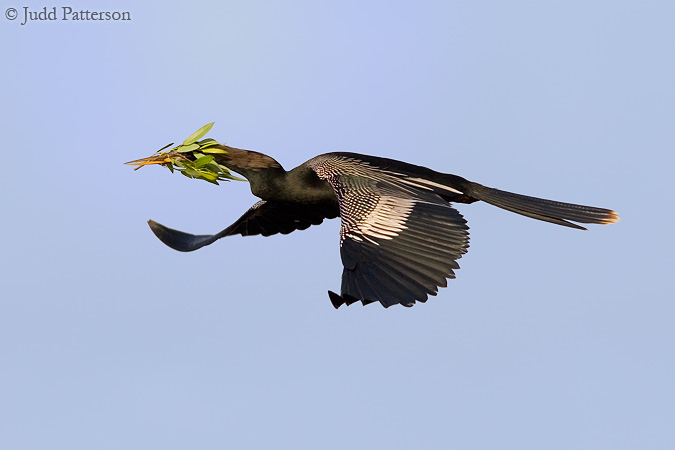 Flying Blind, Everglades National Park, Florida, United States