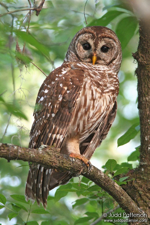 Barred Owl, Audubon Corkscrew Swamp Sanctuary, Florida, United States
