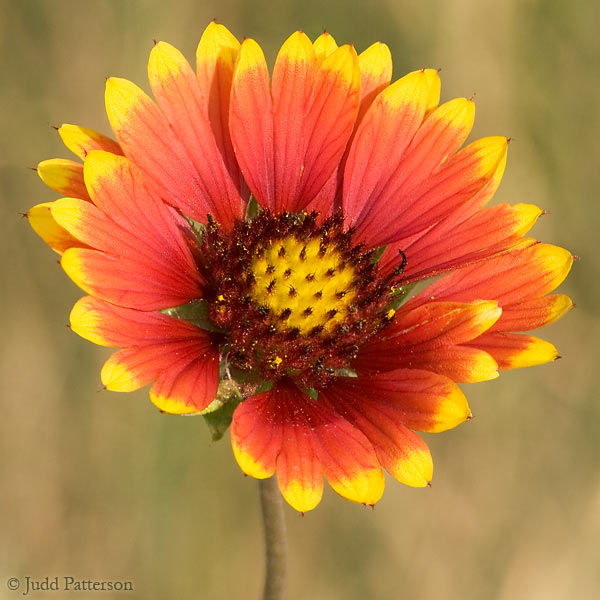 Indian Blanket Flower, DeSoto National Wildlife Refuge, Nebraska, United States