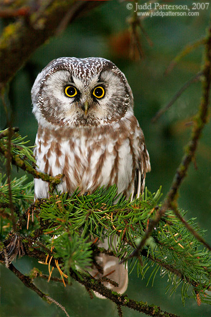 Boreal Owl, Rocky Mountain National Park, Colorado, United States