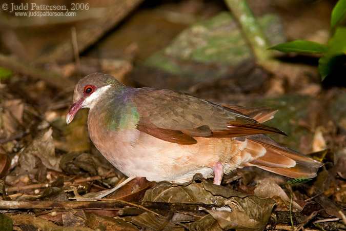 Bridled Quail-dove, St. Croix, U.S. Virgin Islands, United States