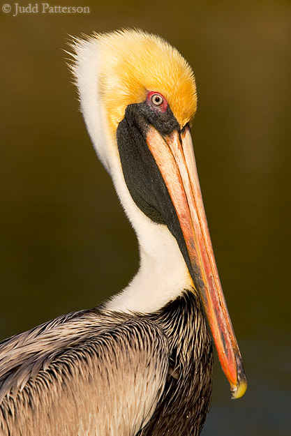 Brown Pelican, Black Point Marina, Miami, Florida, United States