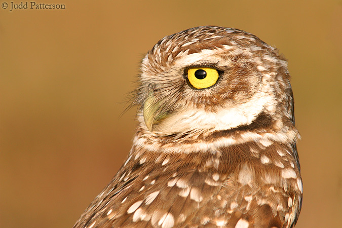 Burrowing Owl, Cape Coral, Florida, United States