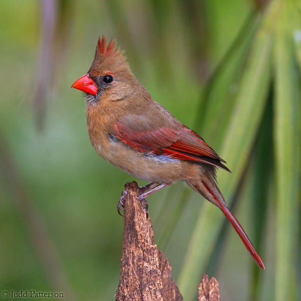 Northern Cardinal, Okeeheelee Park, West Palm Beach, Florida, United States