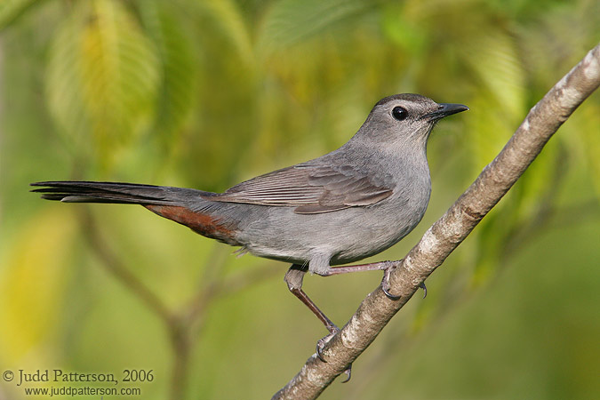 Gray Catbird, Bill Sadowski Park, Miami, Florida, United States