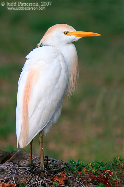 Cattle Egret, Dry Tortugas National Park, Florida, United States