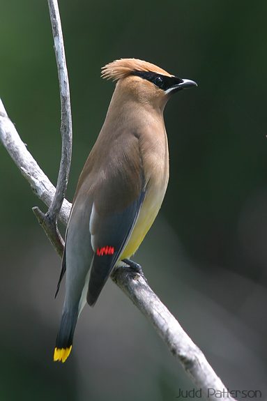 Cedar Waxwing, Wasatch-Cache National Forest, Utah, United States