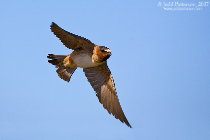 Cliff Swallow in flight, Bear River Migratory Bird Refuge, Utah, United States