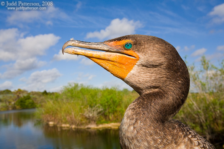 Double-crested Cormorant, Everglades National Park, Florida, United States