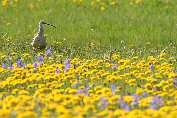 Long-billed Curlew, Flat Ranch, Idaho, United States