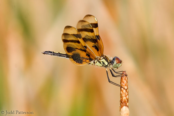 Dragonfly, Everglades National Park, Florida, United States